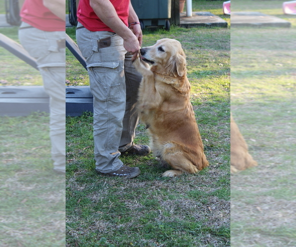 Medium Photo #9  Breeder Profile in MONTEZUMA, GA, USA