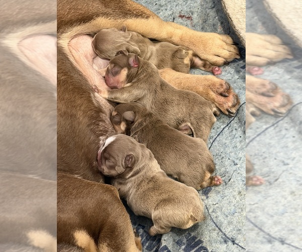 Medium Photo #22  Breeder Profile in BRIDGEWATER, MA, USA