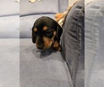 Small #4 Breeder Profile image