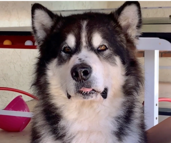 Medium Photo #40  Breeder Profile in MIDLOTHIAN, TX, USA