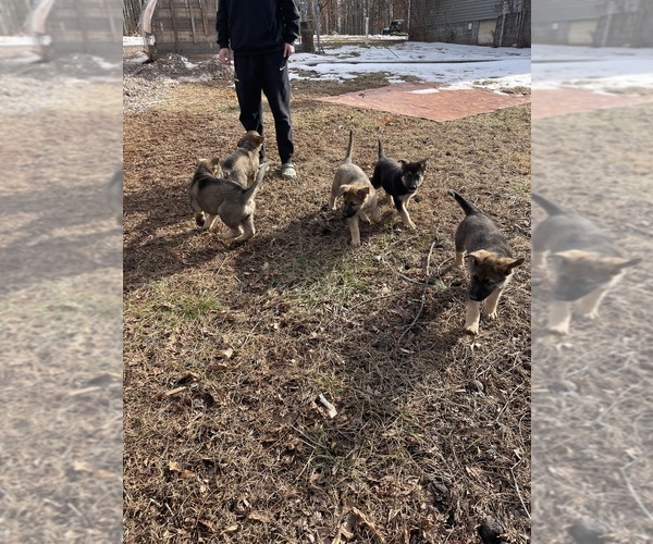 Medium Photo #8  Breeder Profile in MADISON HEIGHTS, VA, USA