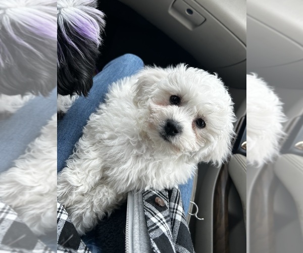 Medium Photo #8  Breeder Profile in PICKFORD, MI, USA