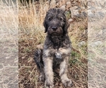 Small #7 Breeder Profile image