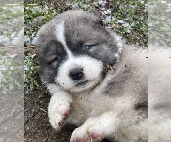 Medium Photo #41  Breeder Profile in TWINING, MI, USA