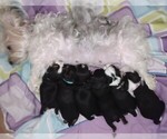 Small #40 Breeder Profile image