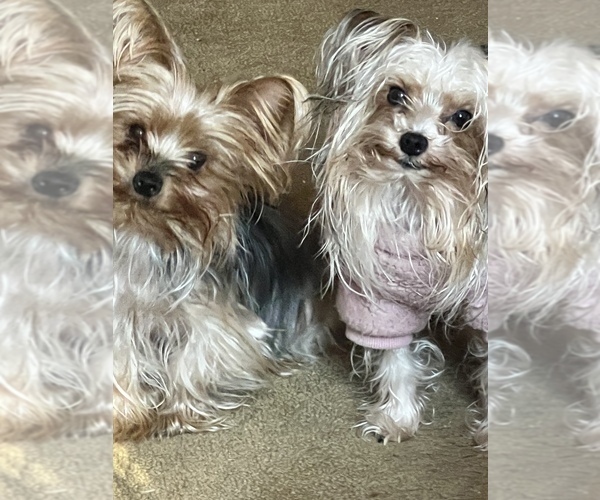 Medium Photo #9  Breeder Profile in MACON, GA, USA