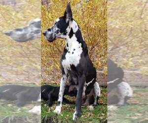 Great Dane Dog Breeder in FAIRMONT,  USA