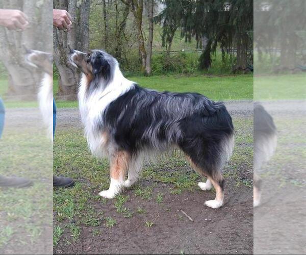 Medium Photo #1  Breeder Profile in ROSEBURG, OR, USA