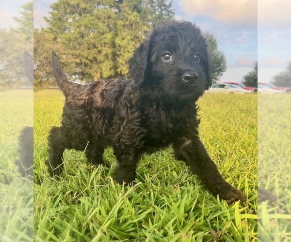 Medium Photo #1  Breeder Profile in WAVERLY, VA, USA