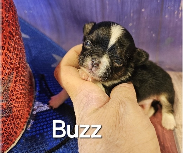 Medium Photo #16  Breeder Profile in HOMERVILLE, GA, USA