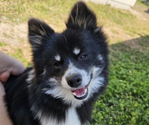 Pom-Shi Dog Breeder near MIDDLEBURG, FL, USA