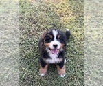 Small #2 Breeder Profile image