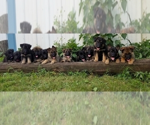 German Shepherd Dog Dog Breeder near BROOKFIELD, MO, USA