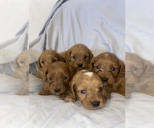 Medium Breeder Profile Photo