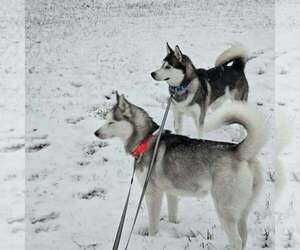 Siberian Husky Dog Breeder near KING GEORGE, VA, USA