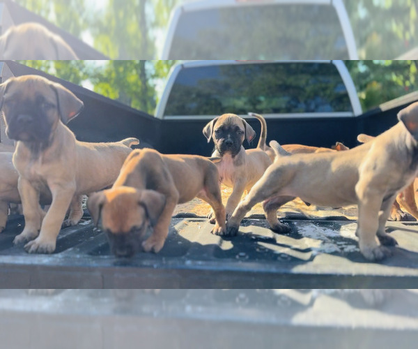 Medium Photo #4  Breeder Profile in STOCKTON, CA, USA