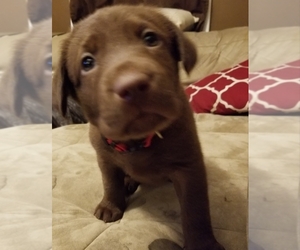 Main photo of Labrador Retriever Dog Breeder near LA CROSSE, WI, USA
