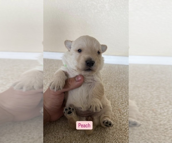 Medium Photo #2  Breeder Profile in LOS LUNAS, NM, USA