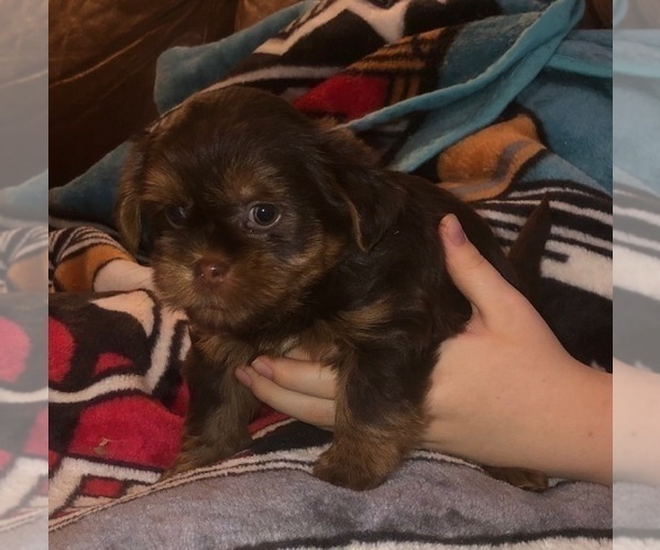 Medium Photo #20  Breeder Profile in SCOTTSDALE, AZ, USA