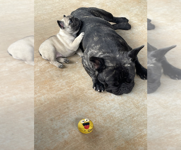 Medium Photo #4  Breeder Profile in OPP, AL, USA