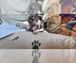 Small #54 Breeder Profile image