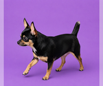 Small #2 Breeder Profile image