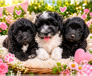 Havapoo Dog Breeder near LONGVIEW, TX, USA