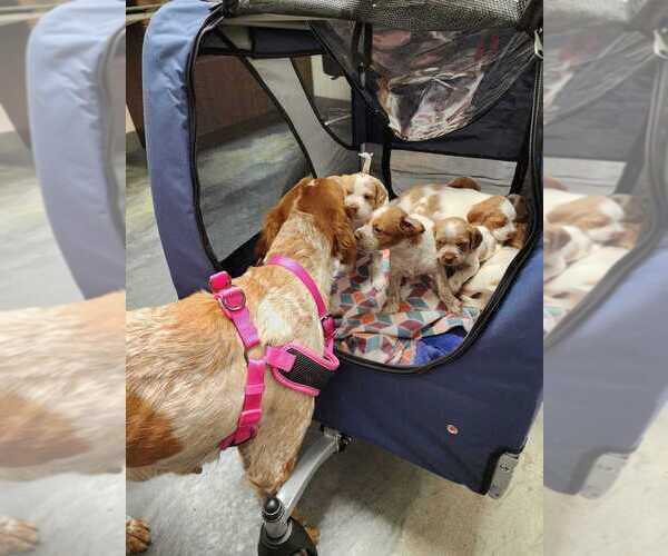 Medium Photo #159  Breeder Profile in HORTENSE, GA, USA