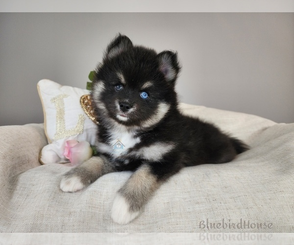 Medium Photo #57  Breeder Profile in BURNS TOWNSHIP, MN, USA