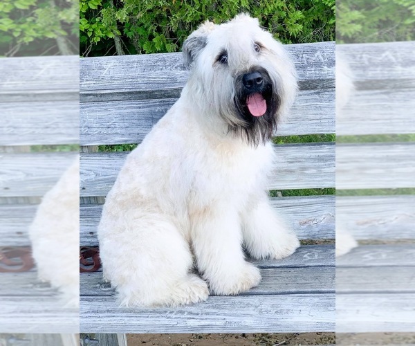 Medium Photo #15  Breeder Profile in HASTINGS, MI, USA