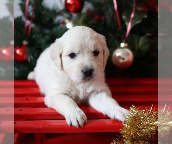Medium Photo #31  Breeder Profile in URBANA, OH, USA