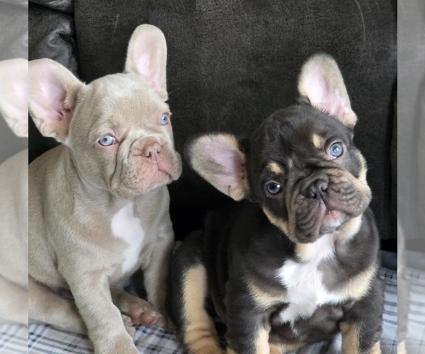 Medium Photo #18  Breeder Profile in FENTON, MO, USA