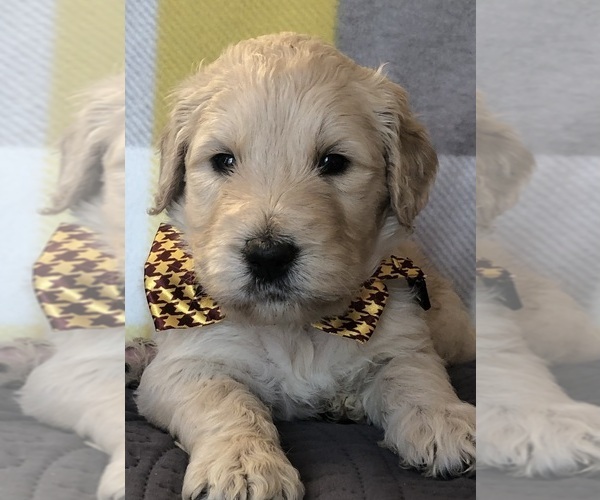 View Breeder Profile Goldendoodle Dog Breeder near Washington,