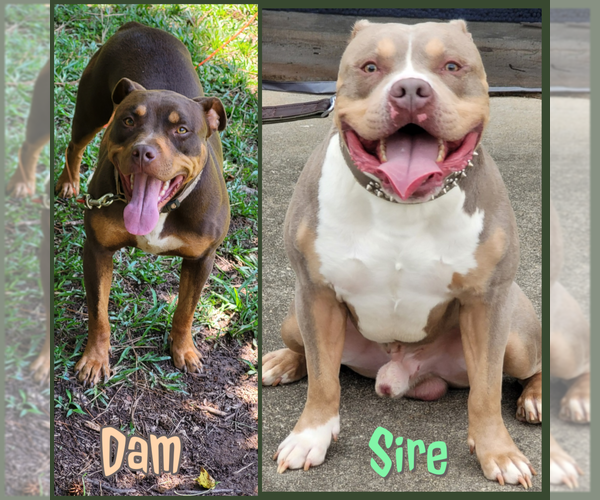 Medium Photo #1  Breeder Profile in VILLA RICA, GA, USA