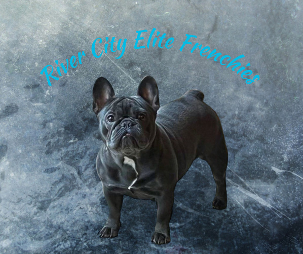 Medium Photo #1  Breeder Profile in SAN ANTONIO, TX, USA