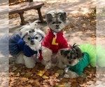 Small #1 Breeder Profile image