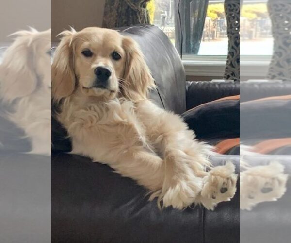 Medium Photo #17  Breeder Profile in Aylmer, Ontario, Canada