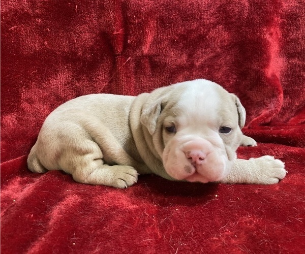 Medium Photo #38  Breeder Profile in CHETEK, WI, USA