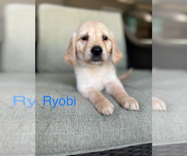 Medium Photo #11  Breeder Profile in BROOKSVILLE, FL, USA