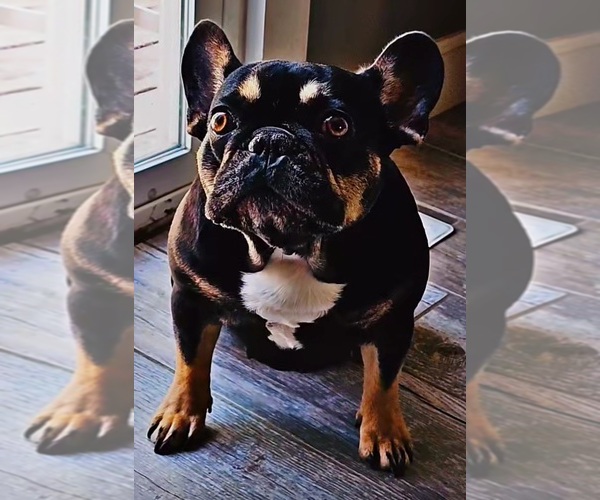 Medium Photo #13  Breeder Profile in FENTON, MO, USA