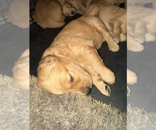 Medium Photo #11  Breeder Profile in ROCHESTER, MN, USA