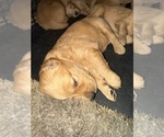 Small #10 Breeder Profile image