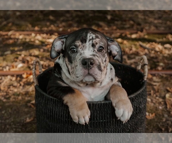 Medium Photo #9  Breeder Profile in BATTLE CREEK, MI, USA