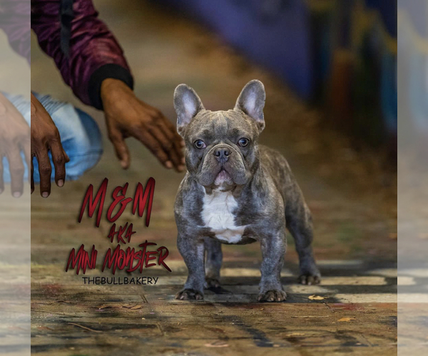 Medium Photo #1  Breeder Profile in DOUGLASVILLE, GA, USA