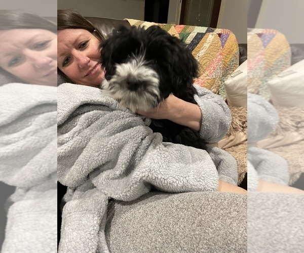 Medium Photo #71  Breeder Profile in BAYTOWN, TX, USA