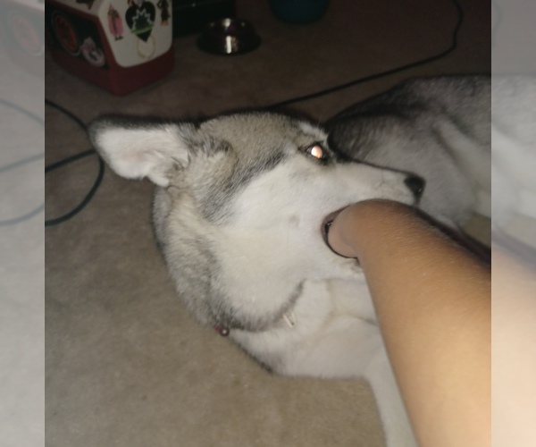 Medium Photo #9  Breeder Profile in EDMORE, MI, USA