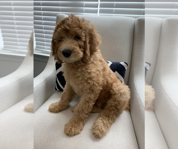 Medium Photo #1  Breeder Profile in GROVETOWN, GA, USA