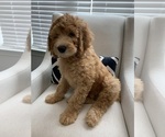 Small breeder photo