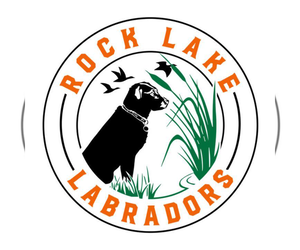 Labrador Retriever Dog Breeder near BALATON, MN, USA
