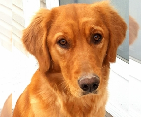 Medium Photo #1  Breeder Profile in THE COLONY, TX, USA